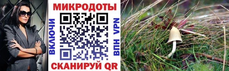 Галлюциногенные грибы GOLDEN TEACHER  Амурск 